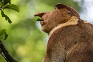 Malaysian Prints: Adult proboscis monke (Nasalis larvatus) foraging in Bako National Park, Sarawak