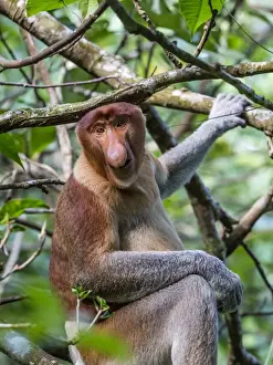 Malaysian Prints: Adult proboscis monkey (Nasalis larvatus) foraging in Bako National Park, Sarawak
