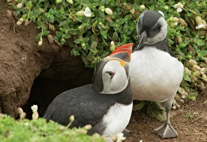 Young Animal Prints: Adult puffin and puffling at entrance to burrow, Wales, United Kingdom, Europe