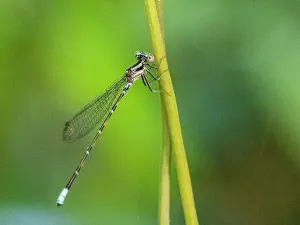 Playa Blanca Prints: An adult purple dancer damselfly (Argia pulla) perched in a tree at Playa Blanca