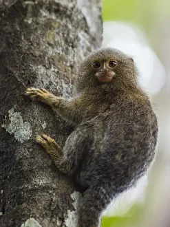Rainforests Prints: Adult pygmy marmoset (Cebuella pygmaea), Lake Clavero, Amazon Basin, Loreto, Peru