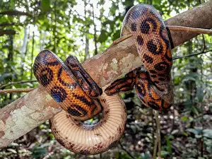 Coils Prints: Adult rainbow boa captured by local guide on the Maraon River in Peru showcasing its vibrant colors and unique patterns