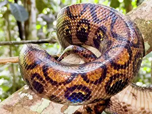 Snake Prints: Adult rainbow boa caught by a local guide on the Maraon River in Peru