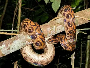 Indigenous Prints: Adult rainbow boa encounters a guide along the Maraon River in Peru while resting on a tree branch in the rainforest