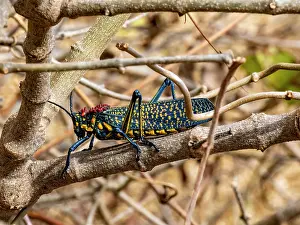 Loss Prints: Adult rainbow milkweed locust, Phymateus saxosus