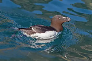 Migratory Prints: Adult razorbill, (Alca torda) along the Atlantic coast of Iceland