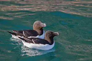Colonies Prints: Adult razorbills (Alca torda), along the Atlantic coast of Iceland