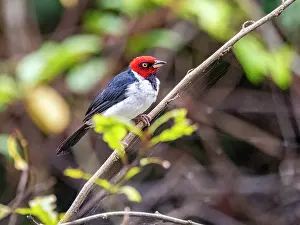 Plumage Prints: Adult red-capped cardinal, Paroaria gularis