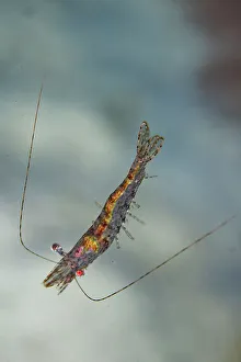 Crustacean Prints: An adult red cherry shrimp (Neocaridina davidi)