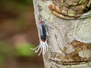 Entomology Prints: An adult red-eyed planthopper, Lystra lanata