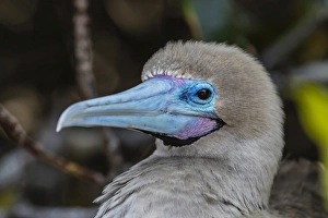 Genovesa Island Prints: Adult red-footed booby (Sula sula)