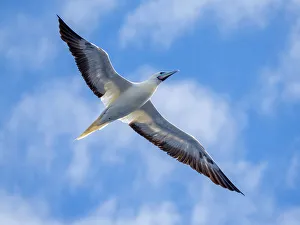 Ocean View Prints: An adult red-footed booby (Sula sula)