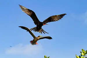 Nature Lovers Prints: Adult red-footed booby (Sula sula) being attacked in flight by a great frigatebird (Fregata minor) in the Galapagos