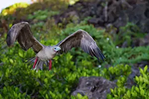 Animal Kingdom Prints: Adult red-footed booby (Sula sula) in flight in the Galapagos Island Archipelago