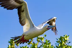 Nature Lovers Prints: Adult red-footed booby (Sula sula) in flight in the Galapagos Island Archipelago