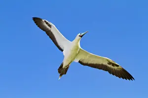 Animal Kingdom Prints: Adult red-footed booby (Sula sula) in flight in the Galapagos Island Archipelago