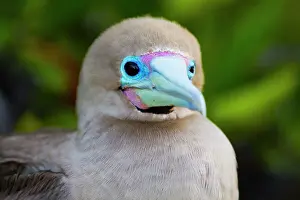 Nature Lovers Prints: Adult red-footed booby (Sula sula) in the Galapagos Island Archipelago
