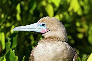 Animal Kingdom Prints: Adult red-footed booby (Sula sula) in the Galapagos Island Archipelago