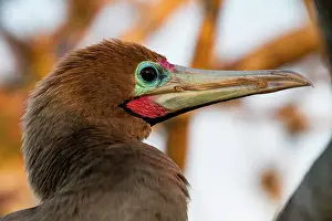 Animal Kingdom Prints: Adult red-footed booby (Sula sula) head detail in the Galapagos Island Archipelago