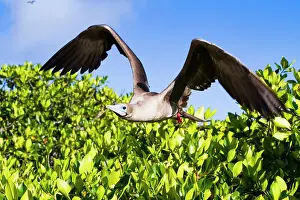 Lush Vegetation Prints: Adult red-footed booby (Sula sula) returning to the nest site in the Galapagos Islands