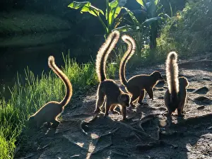 Sanctuary Prints: Adult red-fronted brown lemurs explore their environment on Lemur Island in Madagascar during daylight