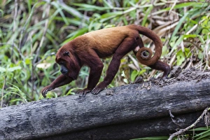 Adult Animal Prints: Adult red howler monkey (Alouatta seniculus), San Miguel Cao, Loreto, Peru, South America