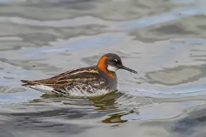 Shorebird Prints: Adult red-necked phalarope (Phalaropus lobatus) in breeding plumage on Flatey Island
