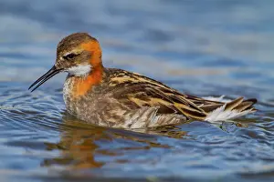 Shorebird Prints: Adult red-necked phalarope (Phalaropus lobatus) in breeding plumage on Flatey Island