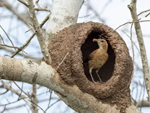 Pantanal Prints: Adult red ovenbird (Furnarius rufus)