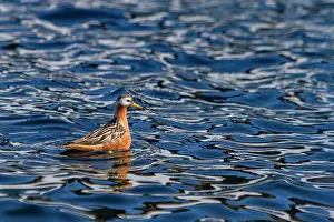 Ripples Prints: Adult red phalarope (Phalaropus fulicarius) in the Svalbard Archipelago, Norway
