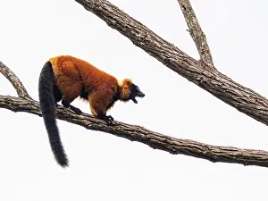 Endangered Prints: Adult red ruffed lemur calls from a tree branch on Lemur Island in Madagascar during the day
