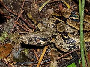 Serpent Prints: Adult red-tailed boa caught by a local guide along the Maraon River in Peru's Loreto region