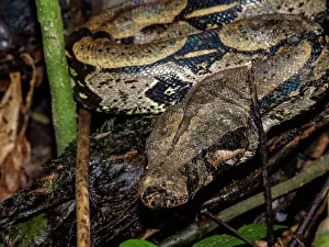 Indigenous Prints: Adult red-tailed boa caught by local guide in the wild near the Maraon River in Peru