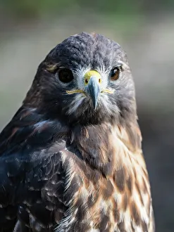 Red Tailed Hawk Prints: Adult red-tailed hawk (Buteo jamaicensis), near the Homosassa River, Florida, United