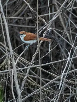 Costa Prints: Adult red and white spinetail, Certhiaxis mustelinus