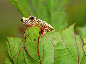 Legs Prints: An adult reticulated tree frog