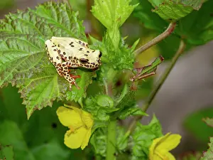 Detailed Prints: An adult reticulated tree frog