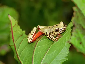 Variety Prints: An adult reticulated tree frog