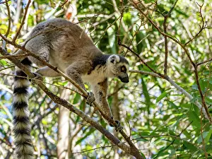 Parks Prints: Adult ring-tailed lemur climbs in trees within Isalo National Park in Madagascar