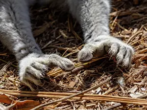 Mammals Prints: Adult ring-tailed lemur displays its paws while resting on the ground in Lemur Park during a sunny day in Madagascar