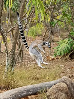 Climbing Prints: Adult ring-tailed lemur leaps between trees in Madagascar parks