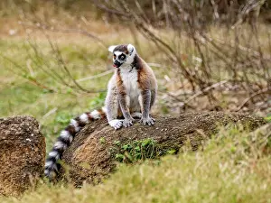 Ecology Prints: Adult ring-tailed lemur sitting on rock in Anja Community Reserve in Madagascar while observing surroundings