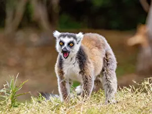 Ecology Prints: Adult ring-tailed lemur vocalizing in Anja Community Reserve in Madagascar during a sunny day