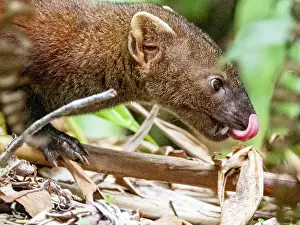 Small Prints: Adult ring-tailed mongoose searches for food in the forest of Ranomafana National Park in Madagascar