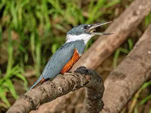 Beak Prints: Adult ringed kingfisher, Megaceryle torquata