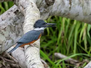 Beak Prints: Adult ringed kingfisher, Megaceryle torquata