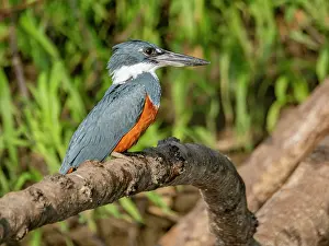 Beak Prints: Adult ringed kingfisher, Megaceryle torquata