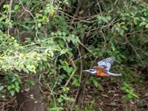 Plumage Prints: Adult ringed kingfisher, Megaceryle torquata