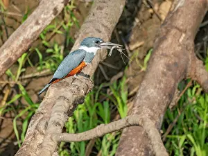 Hunting Prints: Adult ringed kingfisher, Megaceryle torquata