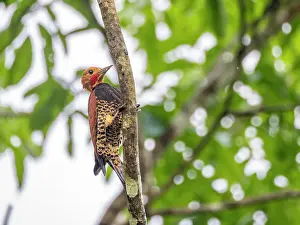 Naturalist Prints: Adult ringed woodpecker, Celeus torquatus